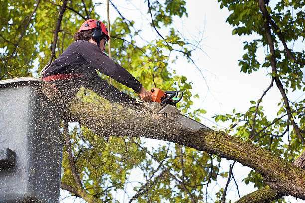 Best Local Tree Services  in Clear Lake, WA